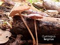 Gymnopus terginus-amf2189